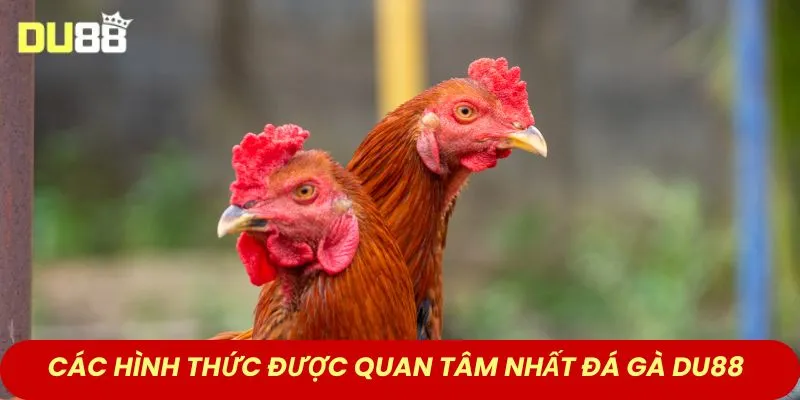 Các hình thức được quan tâm nhất sảnh đá gà DU88