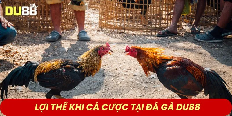 Lợi thế khi cá cược tại đá gà DU88