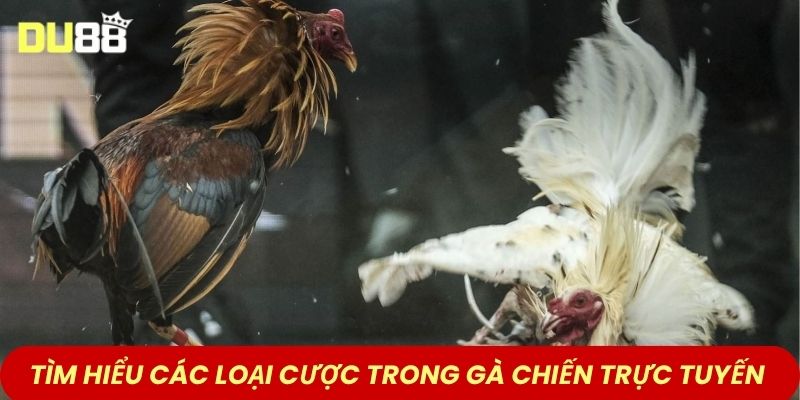 Tìm hiểu các loại cược trong gà chiến trực tuyến 